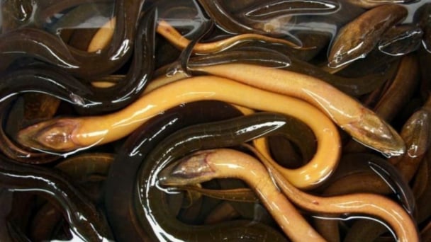 Vietnamese eel conquers many markets